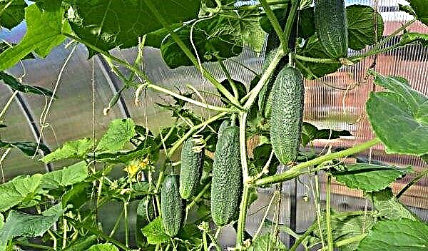 How to pinch cucumbers in a greenhouse and open ground step by step, photo