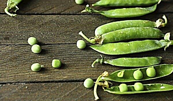 Green peas: calories, benefits and harms