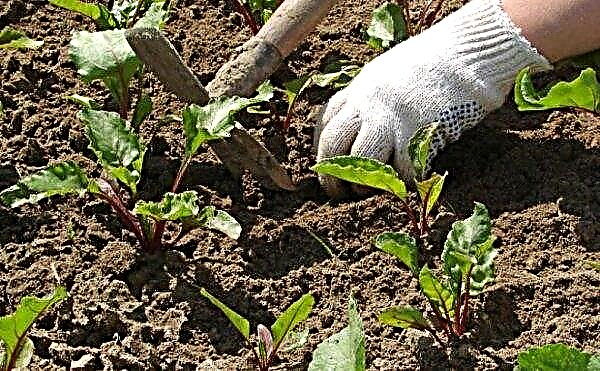 Planting beets in the fall before winter: varieties, planting dates