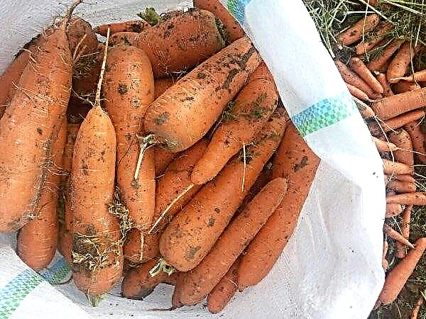 Cascade de carottes: description et caractéristiques de la variété, culture et entretien, photo