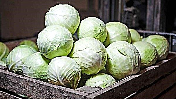When and how is cabbage removed from the garden in the Urals: terms, storage features