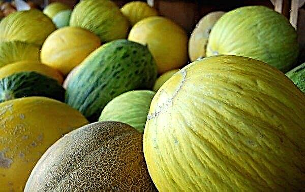 Kassaba melon: what it is, how to choose a ripe, how to store until the New Year