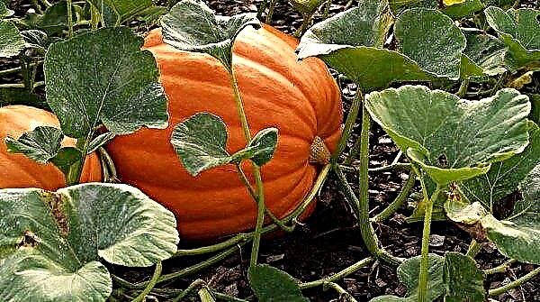 How to properly form a pumpkin in the open ground: basic methods and step-by-step instructions, video