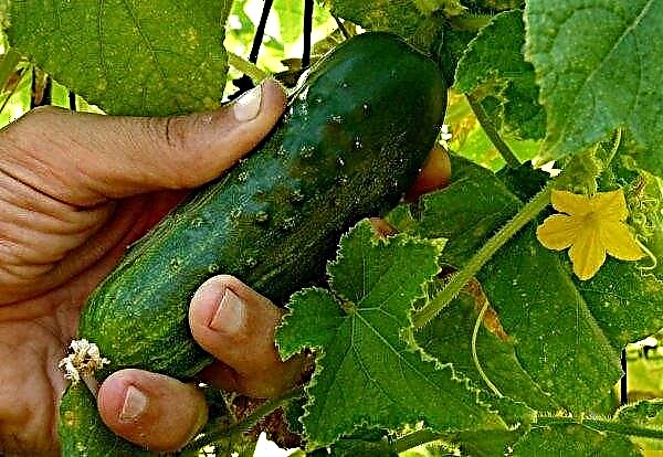 Growing cucumbers in bags: step-by-step instructions, advantages and disadvantages, rules of care, photo