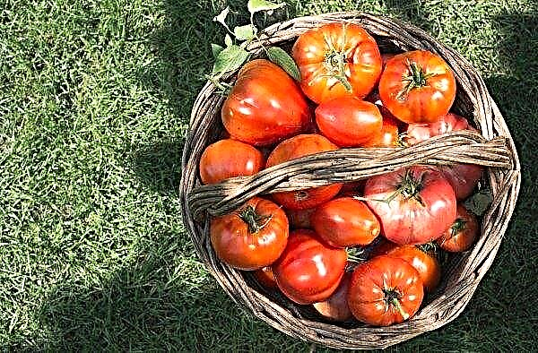 مفاجأة الطماطم Andreevsky: وصف متنوعة وخصائص الغلة ، الزراعة والرعاية ، الصورة