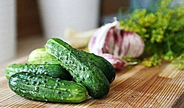 What to do if a jar of cucumbers exploded: why do cucumbers grow turbid and explode?