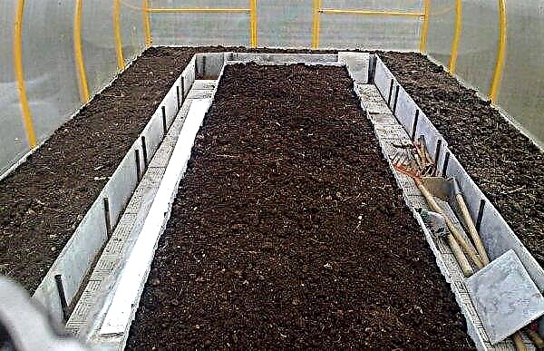 Warum brauchen wir eine Bodenvorbereitung in einem Gewächshaus für Gurken: Was soll es sein, wie zuzubereiten, Gärtnertipps