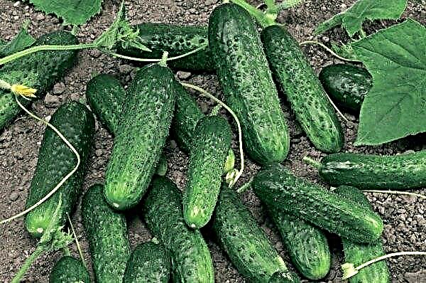 Meringue F1 cucumbers: description, features of cultivation and care
