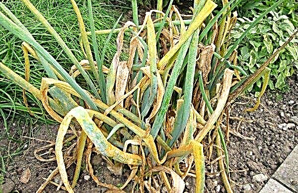 Cebolla Hércules: descripción de la variedad, características, si es posible plantar en invierno, características de cuidado, foto