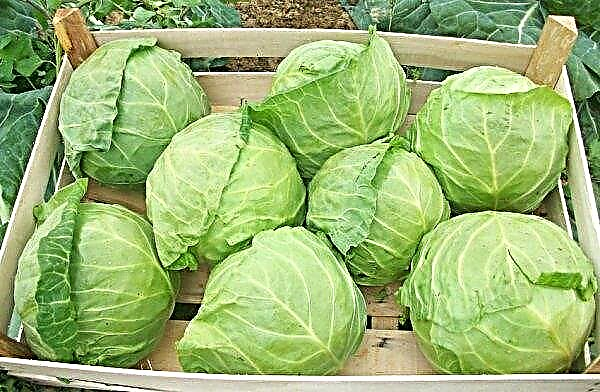 Kharkov winter variety cabbage: description and description, features of growing and caring for cabbage, photo
