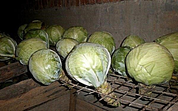 Storage of cabbage in a food film: the best varieties, preparation, methods and storage conditions