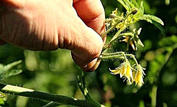 Les tomates ne rougissent pas en serre: raisons de faire et de fertiliser quand elles doivent rougir, recommandations utiles