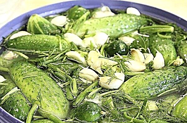 Features and recipes for pickling cucumbers for the winter cold way in a bucket