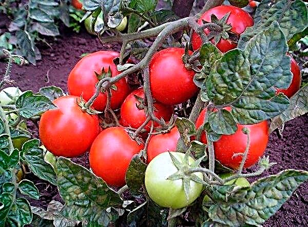 Nitrate de calcium pour les tomates de pourriture supérieure: les règles de traitement et de traitement, la composition et les proportions de la solution, vidéo