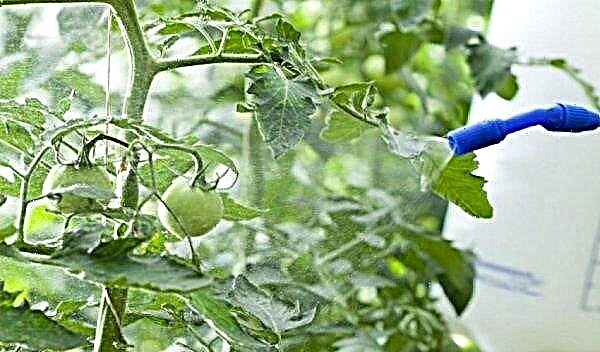 Cà chua "Sôcôla sọc": đặc điểm và mô tả về giống, hình ảnh, sản lượng, trồng và chăm sóc