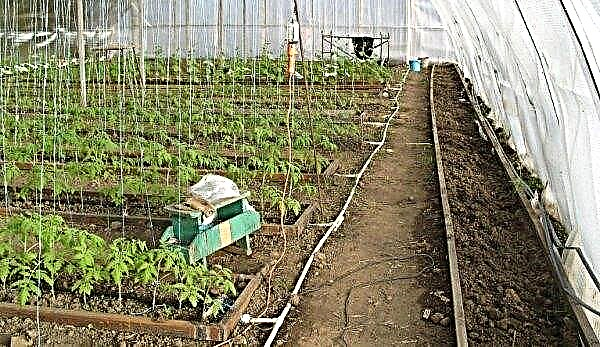 Ground heating system in a greenhouse: types, efficiency, cable, air