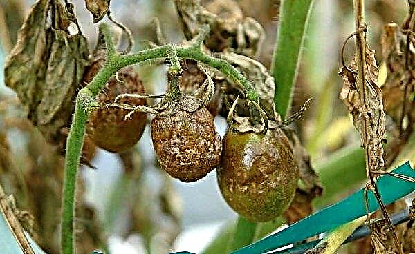 トマトアンズタケ：品種の特徴、説明、生産性、屋外での栽培の特徴、ケア、写真