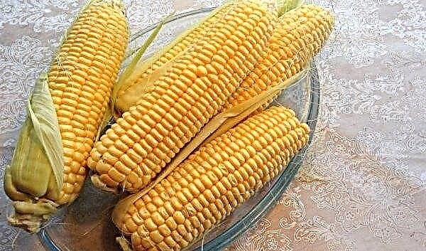 Corn "Bonduelle": variety description, benefits and harms, composition and calories, how and how much to cook, cultivation features