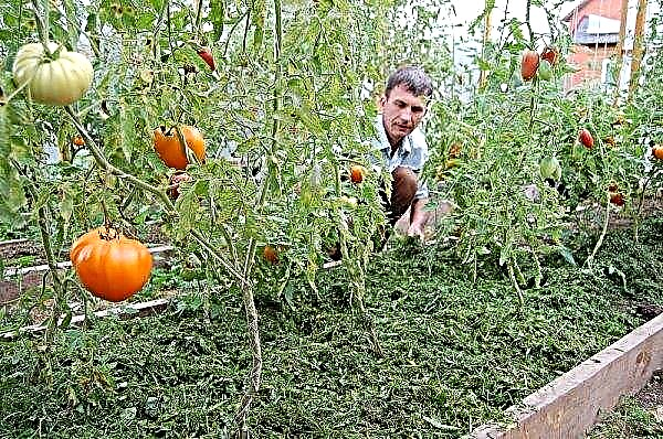 طماطم سيبيريا المبكرة: خصائص ووصف الصنف ، الصورة ، المحصول ، الزراعة والرعاية
