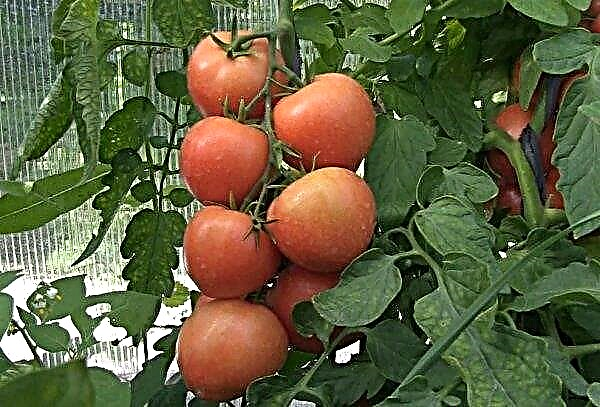 Tomate Katya f1 - commentaires, caractéristiques et description de la variété avec photo