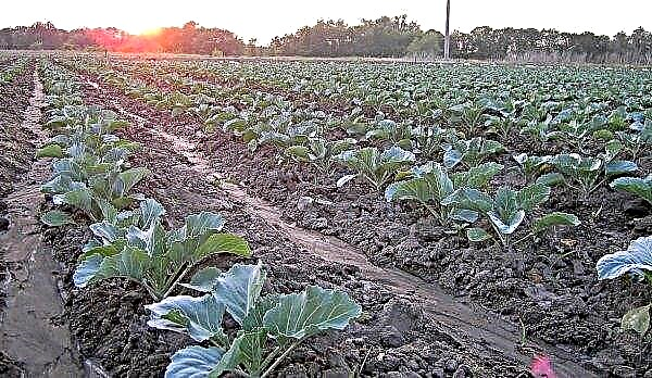 Planting cabbage in open ground: seeds and seedlings, how and when to sow