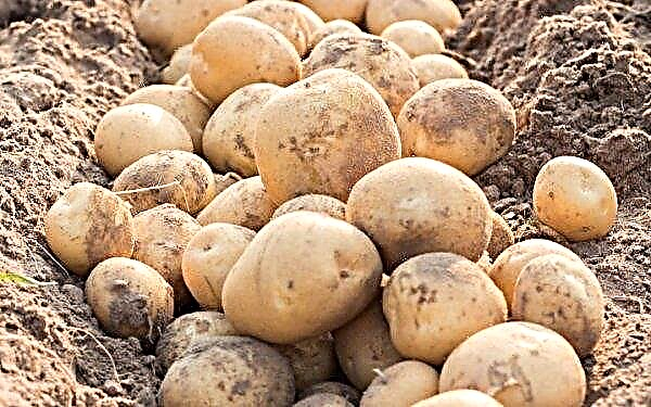 Kolobok de batata: descrição e características de variedades com fotos, sabor, características de cultivo