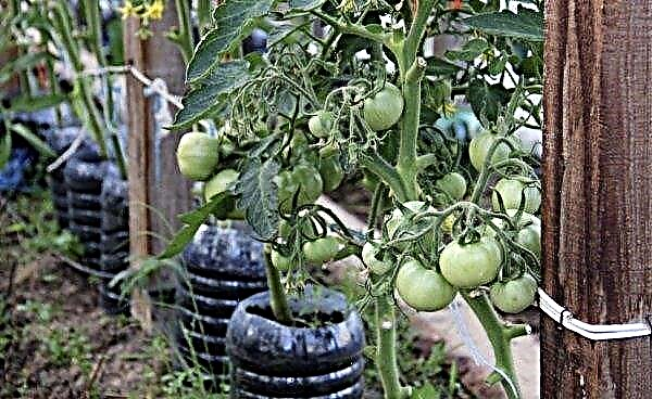 Tomat Polbig f1 - beskrivelse af tomatsorten, anmeldelser med fotos, pleje