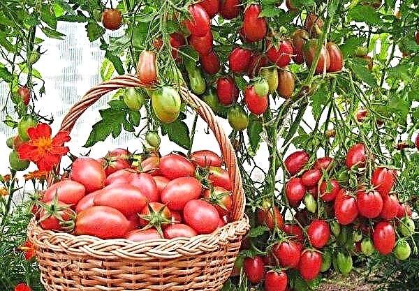 Variedad de tomate "Cio Cio San": características y descripción, rendimiento, características de siembra, cultivo y cuidado, fotos, reseñas.