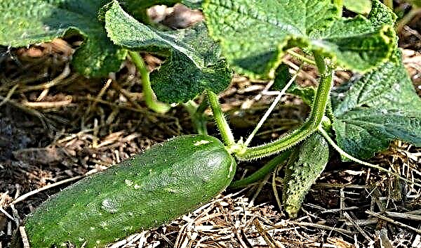 How to feed cucumbers with ash: is it possible and how often to fertilize, how to properly dilute the solution