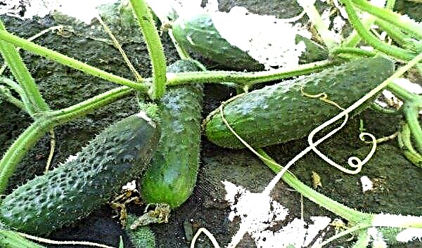 Peronosporosis of cucumbers: how to recognize, photo and treatment, control measures, effective remedies for the disease