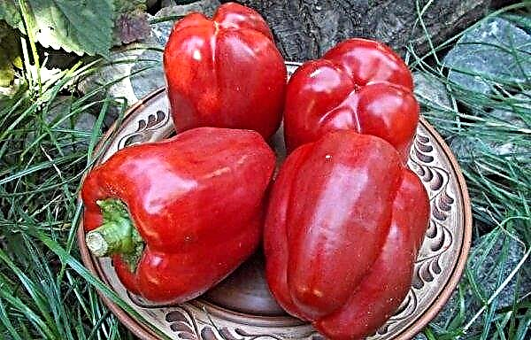 Pepper California miracle: characteristics and description of the variety, photo, yield, cultivation