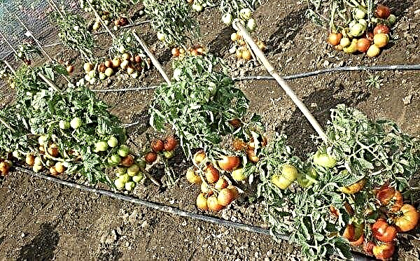 Hvorfor fruktene av tomater blir svarte - hva du skal gjøre, årsaker og behandling