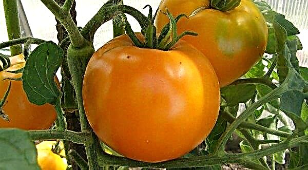 Tomato Persimmon: characteristics and description of the variety with photos, video reviews