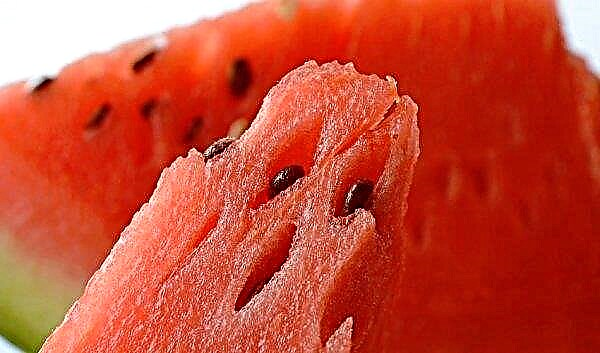 البطيخ لجسم الرجل: الفوائد الصحية والأضرار ، السعرات الحرارية ، توصيات للاستخدام