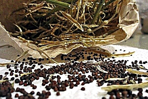 Cum să obțineți semințe de varză: acasă, cum să colectați