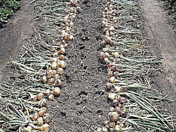 Preparing and planting onion sets in the fall before winter: how to plant in open ground, when to do it, cultivation and care