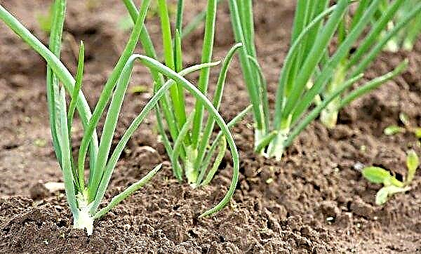 Why the onion rots from the inside during storage or in the garden: reasons for what to do