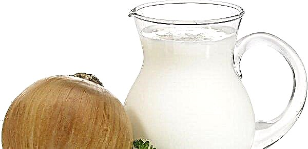 Onion hemorrhoids treatment: chemical composition, useful properties, contraindications
