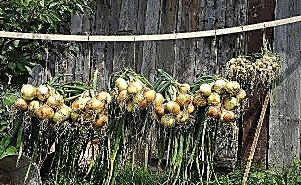 Do I need to soak the onion before planting in the winter: how and what to process the onion, processing time