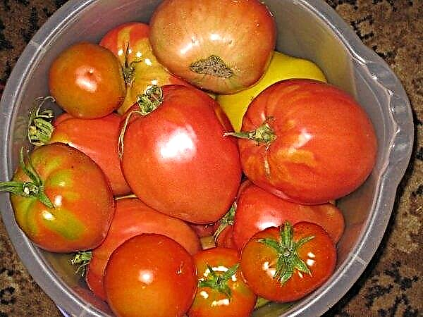 Tomato Eagle Heart: description, caractéristiques et productivité d'une variété, photo