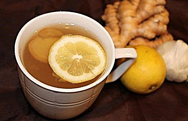 Is it possible to eat ginger on an empty stomach: vitamin and chemical composition, benefits and harms, contraindications