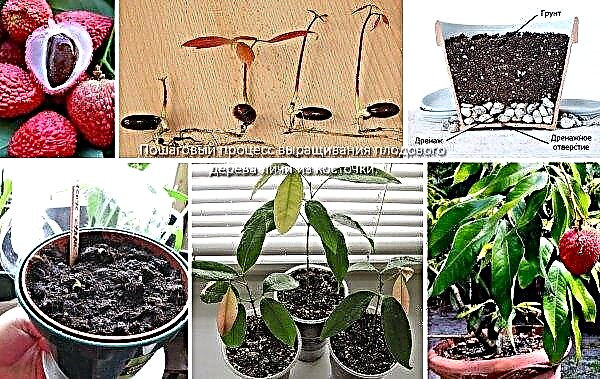 7 fruits that are easy to grow at home