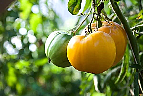 10 største og mest frugtbare tomatsorter