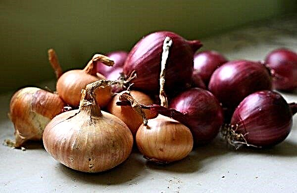 Calorie raw onion: per 100 grams, nutritional and energy value, bju