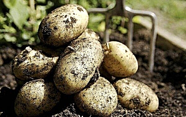 How to process potatoes: before planting from diseases and pests, before storage for the winter, the best preparations