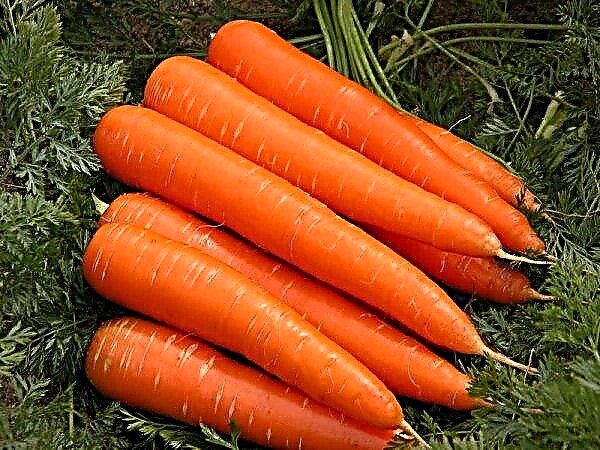 Carrot Queen of the fall: characteristics and description of the variety, cultivation and care, photo