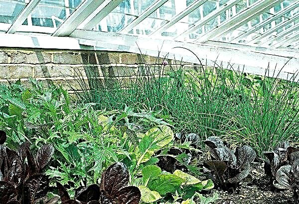 Gör-det-själv växthus för grönska - steg-för-steg-instruktioner på videon