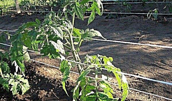 Pomidorų rausvasis stebuklas F1: veislės savybės ir aprašymas, nuotrauka, derlius, auginimas ir priežiūra