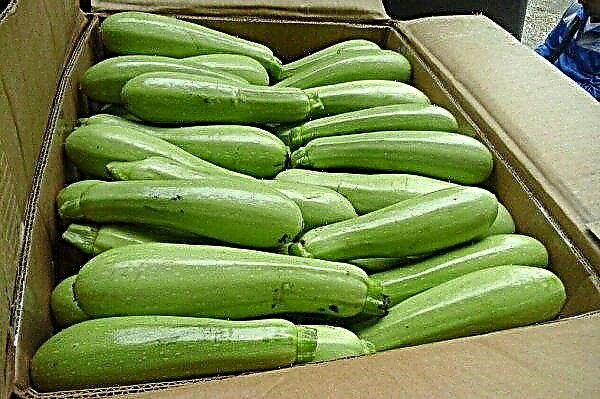 Zucchini Aral F1: description and characteristics of the variety, planting seeds and care, photo