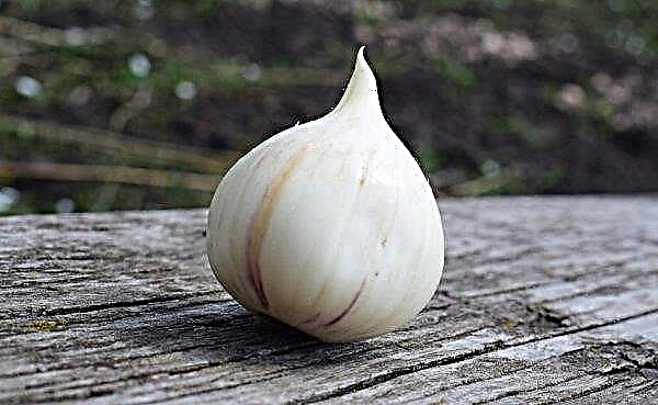 Zwiebel-Ansur: Sorten, nützliche Eigenschaften, Anbau und Pflege im Freien, aus Samen zu Hause, Foto
